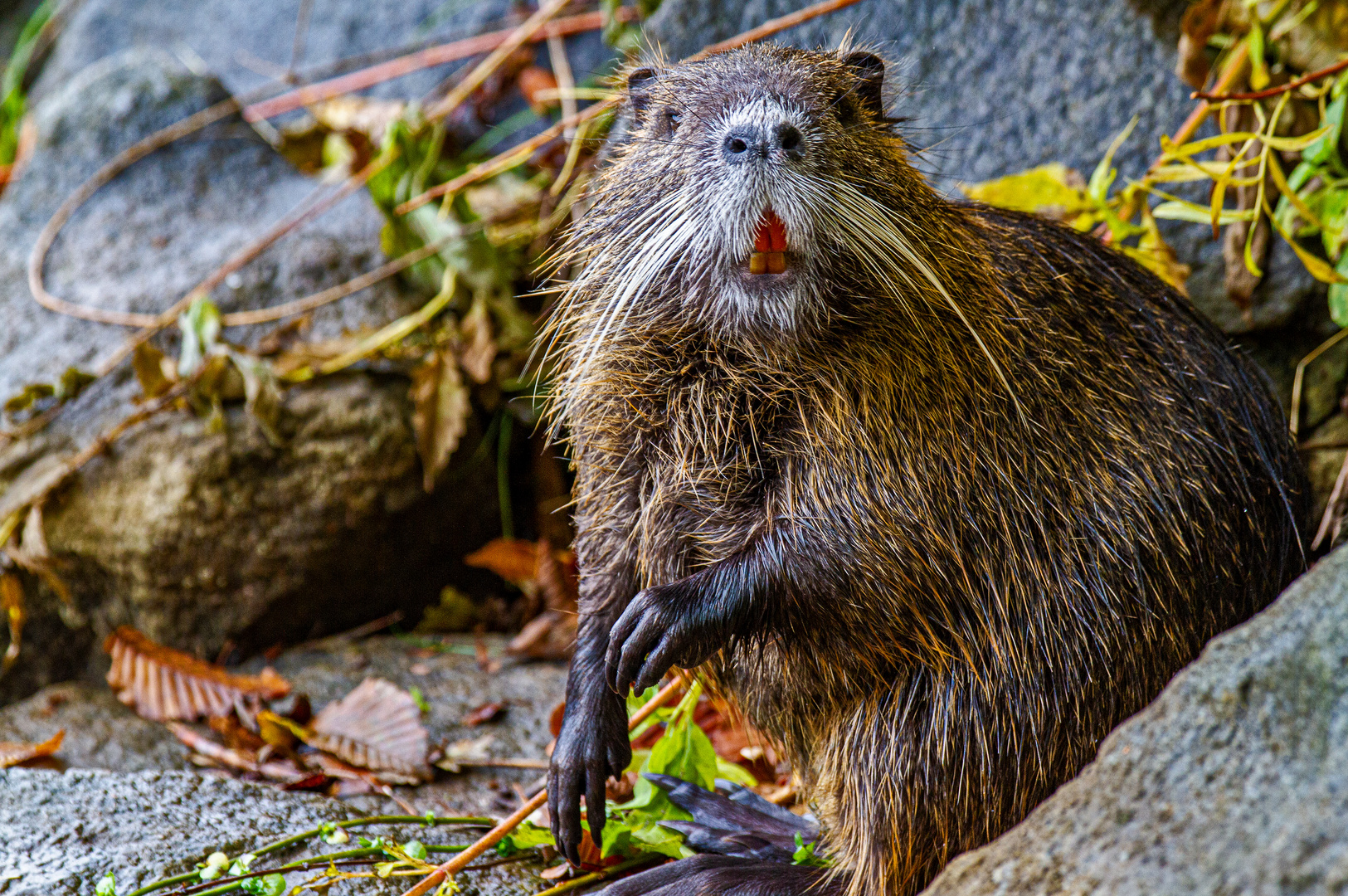 Nutria