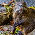 Nutria