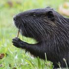 Nutria