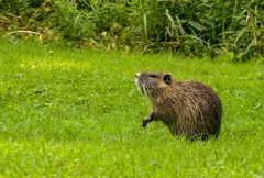 Nutria