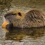 Nutria a colazione.........