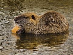 Nutria a colazione.........