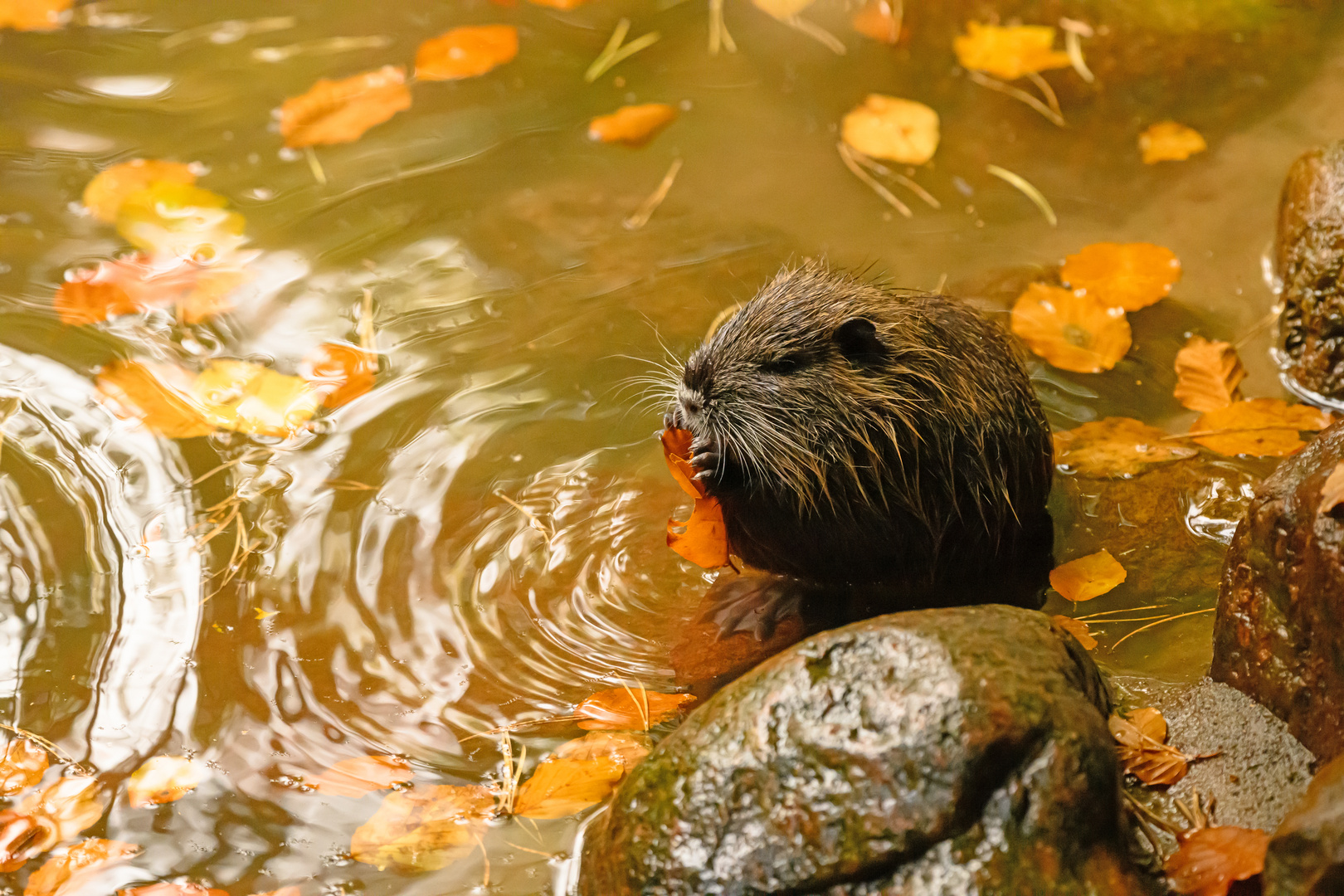 Nutria