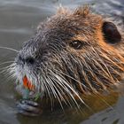 Nutria 