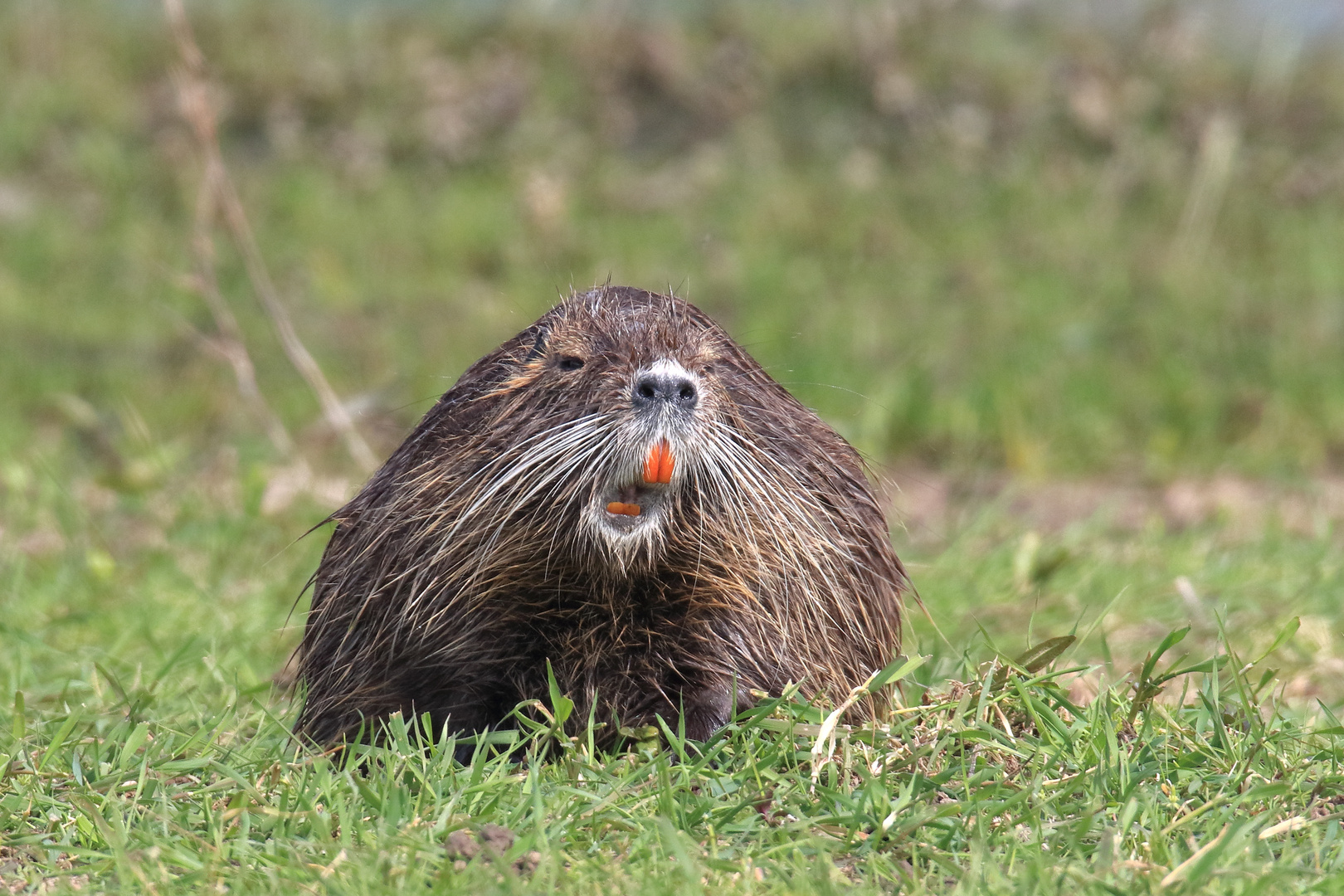 Nutria Foto & Bild | tiere, wildlife, säugetiere Bilder auf fotocommunity