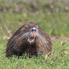 Nutria