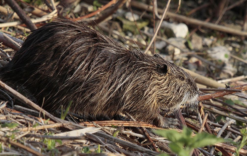 Nutria