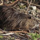 Nutria