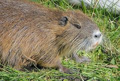 NUTRIA 
