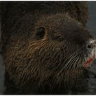 Nutria