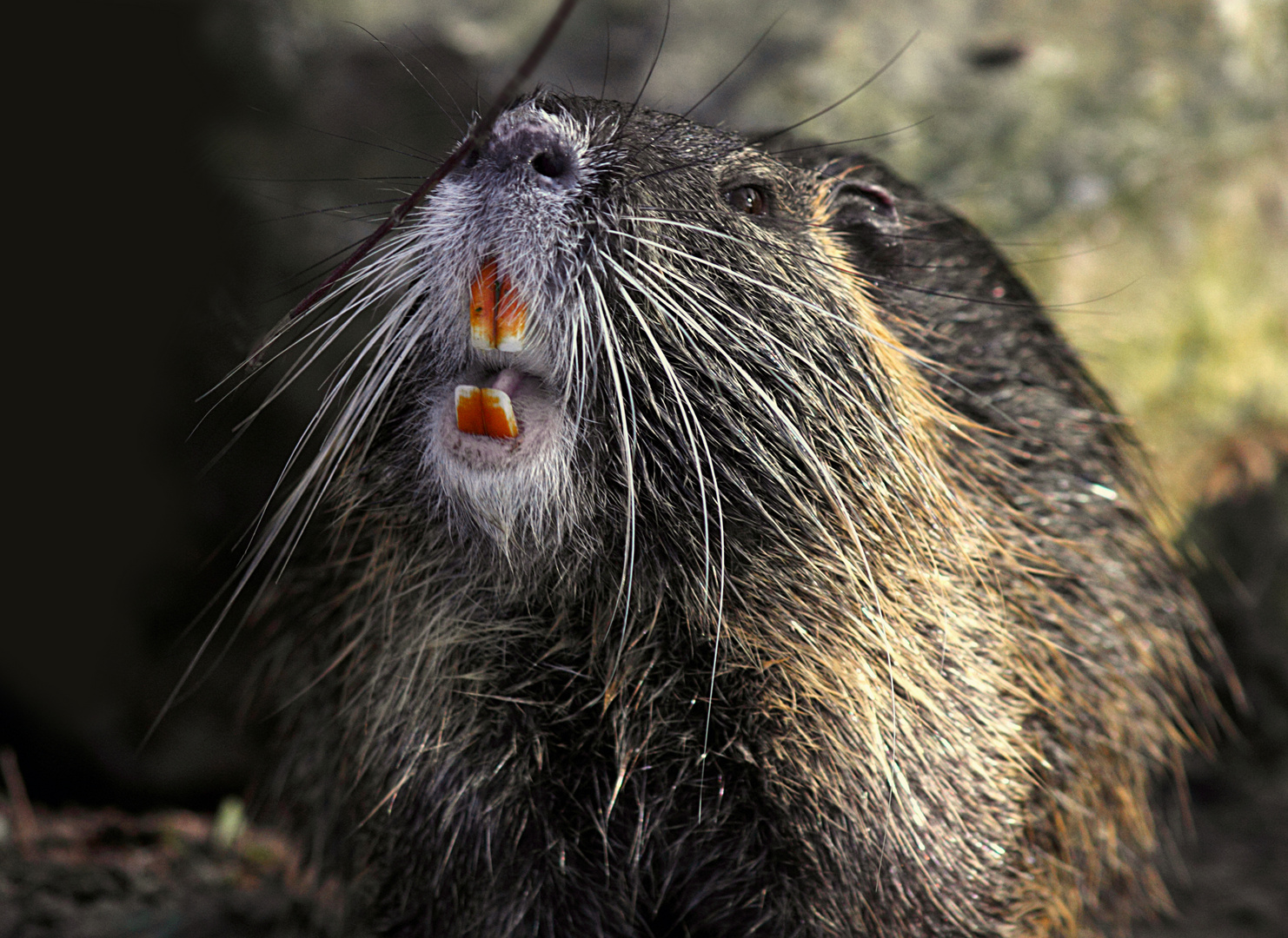 NUTRIA