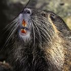 NUTRIA