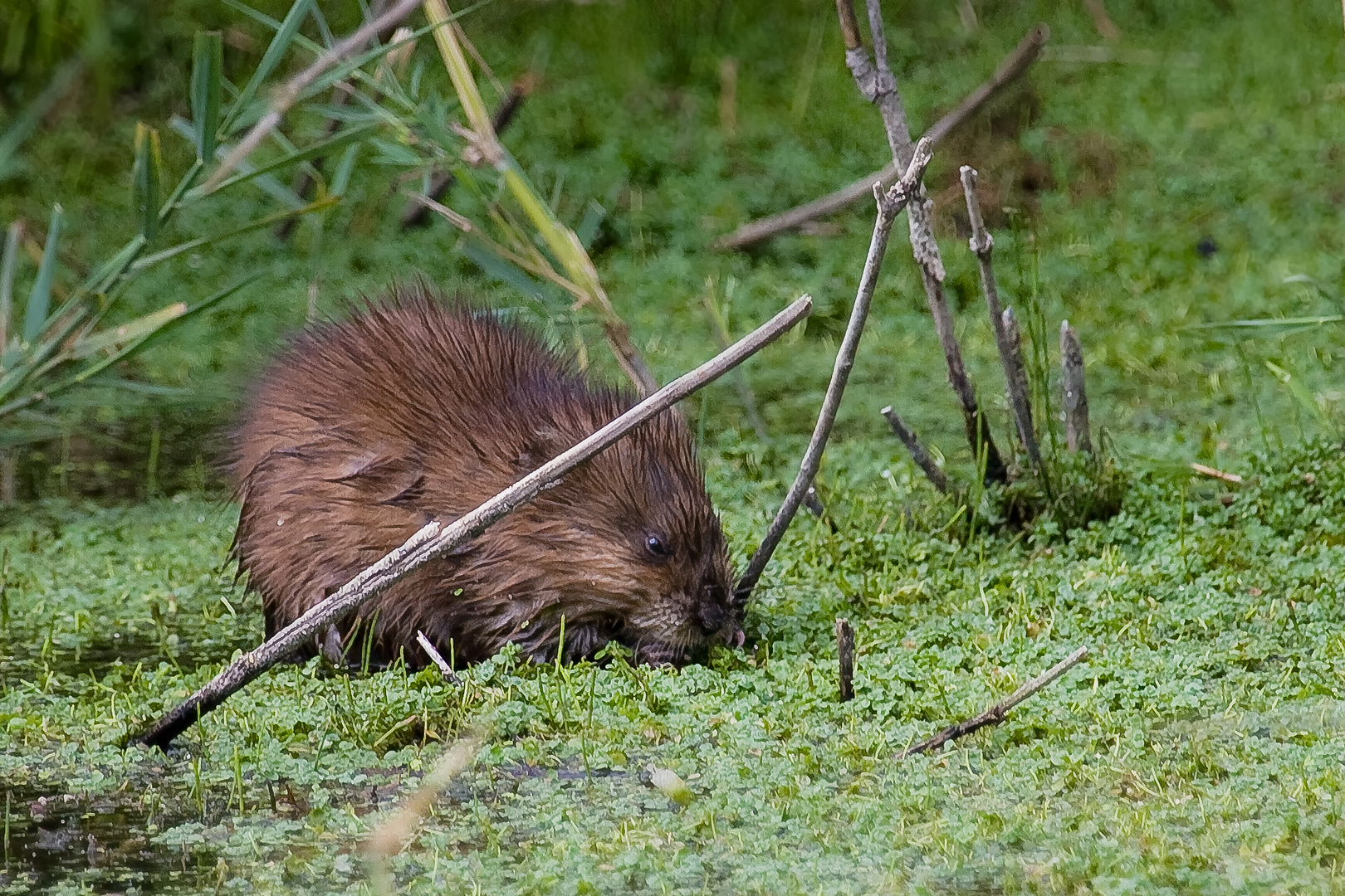 Nutria