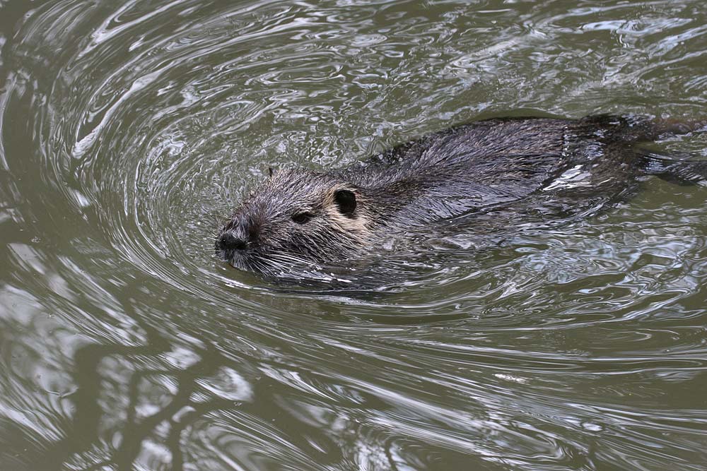 Nutria