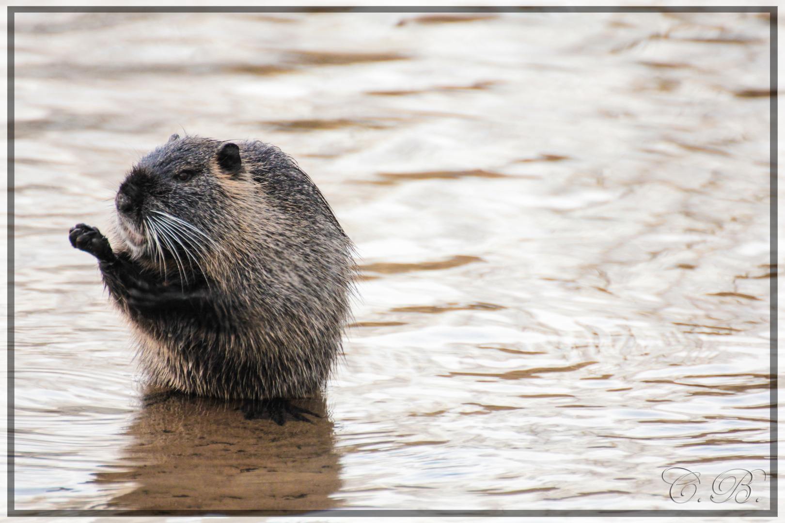 Nutria