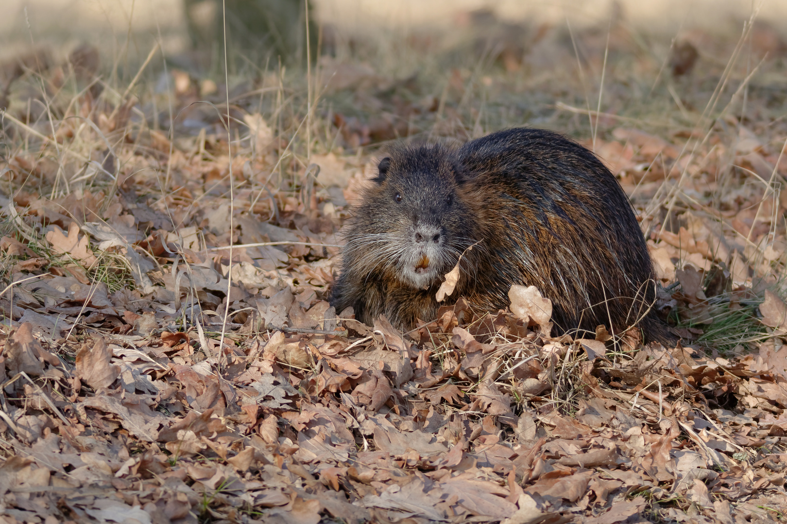 Nutria 