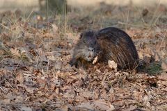 Nutria 