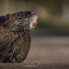 **NUTRIA**