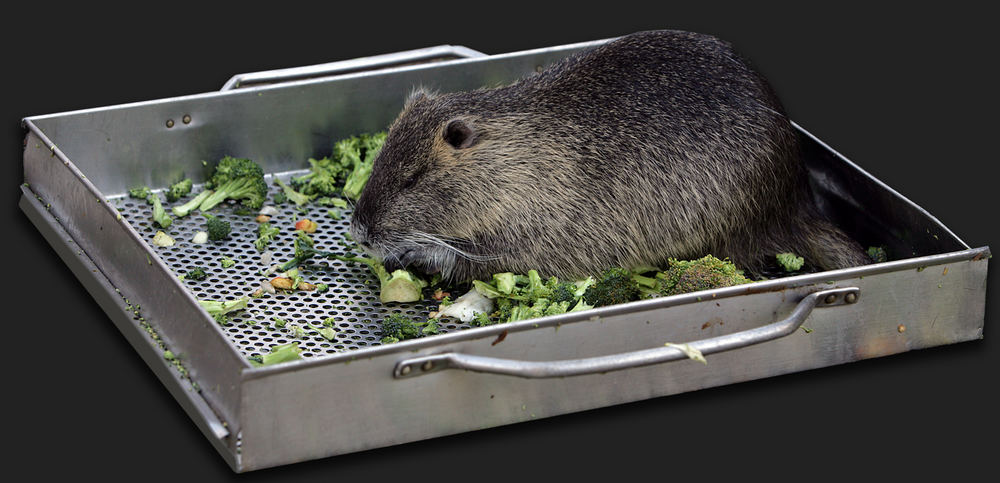 Nutria ...