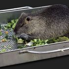 Nutria ...