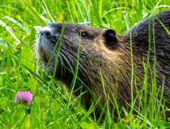Nutria 