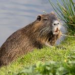 Nutria