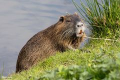 Nutria