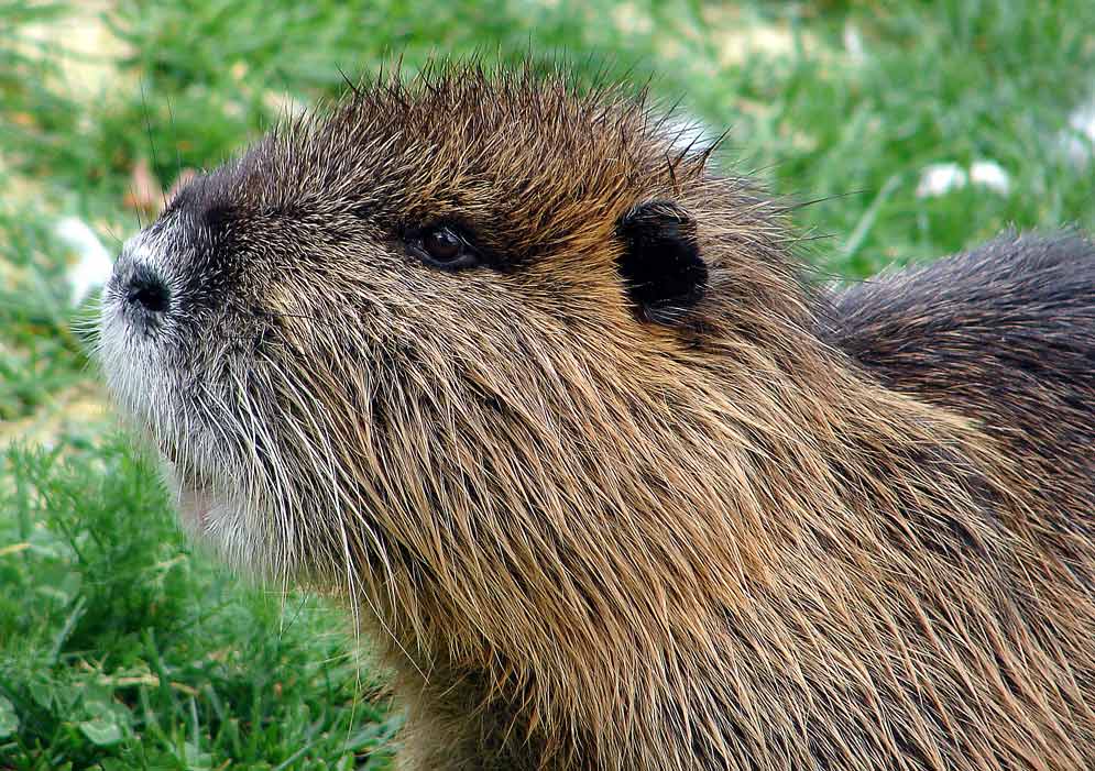 Nutria ...