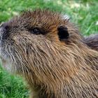 Nutria ...