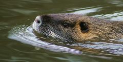 Nutria