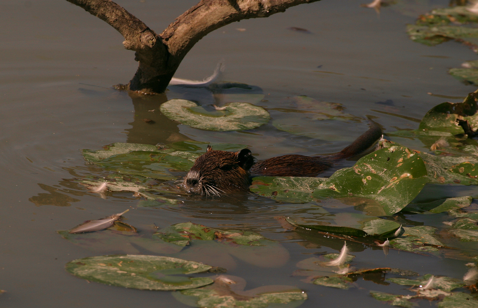 nutria