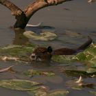 nutria