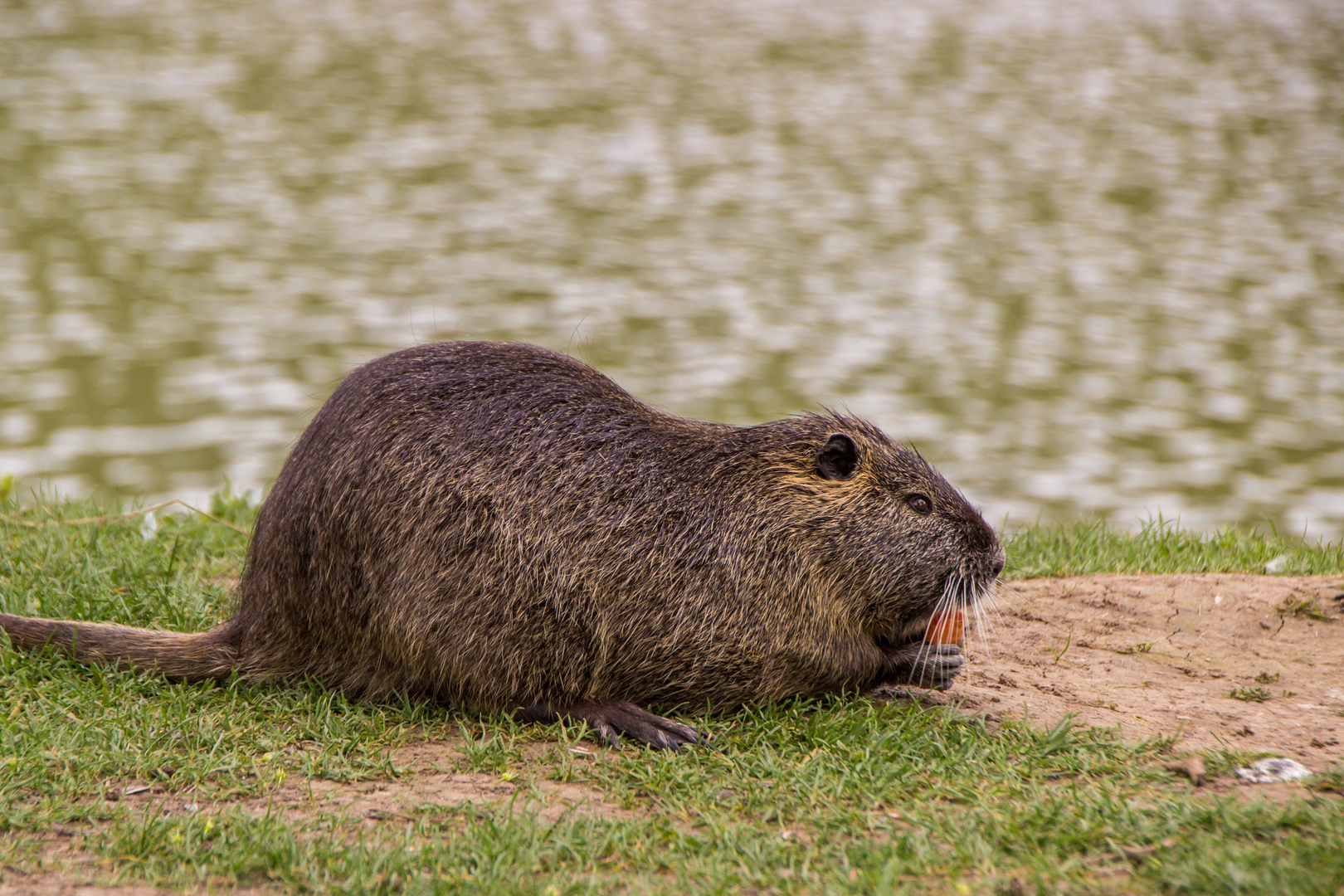 Nutria