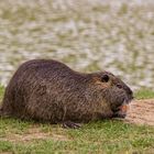 Nutria