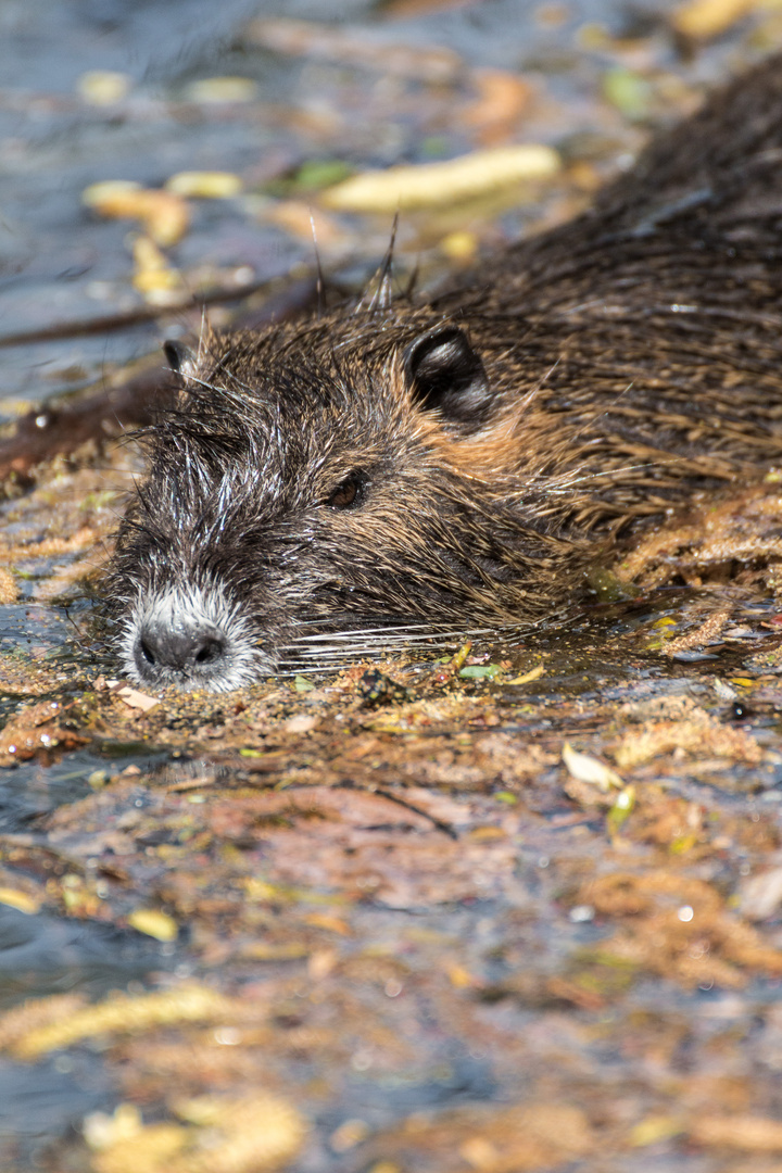 Nutria