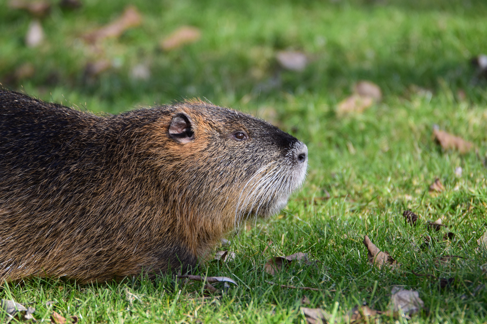 Nutria