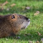 Nutria