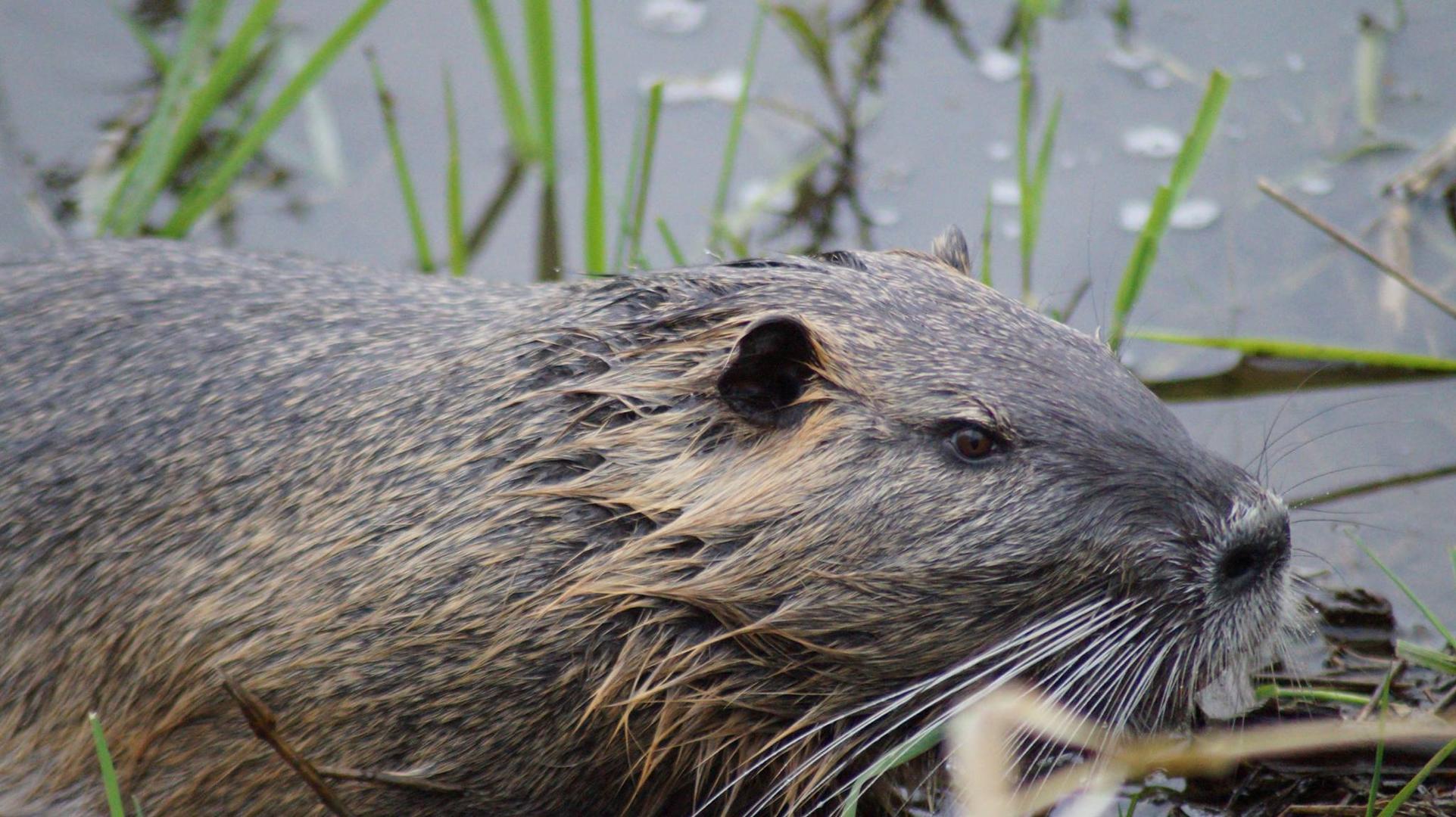 Nutria