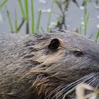 Nutria