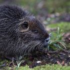 nutria