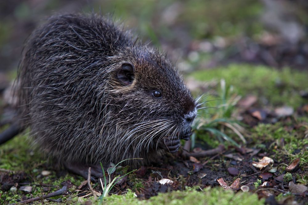 nutria