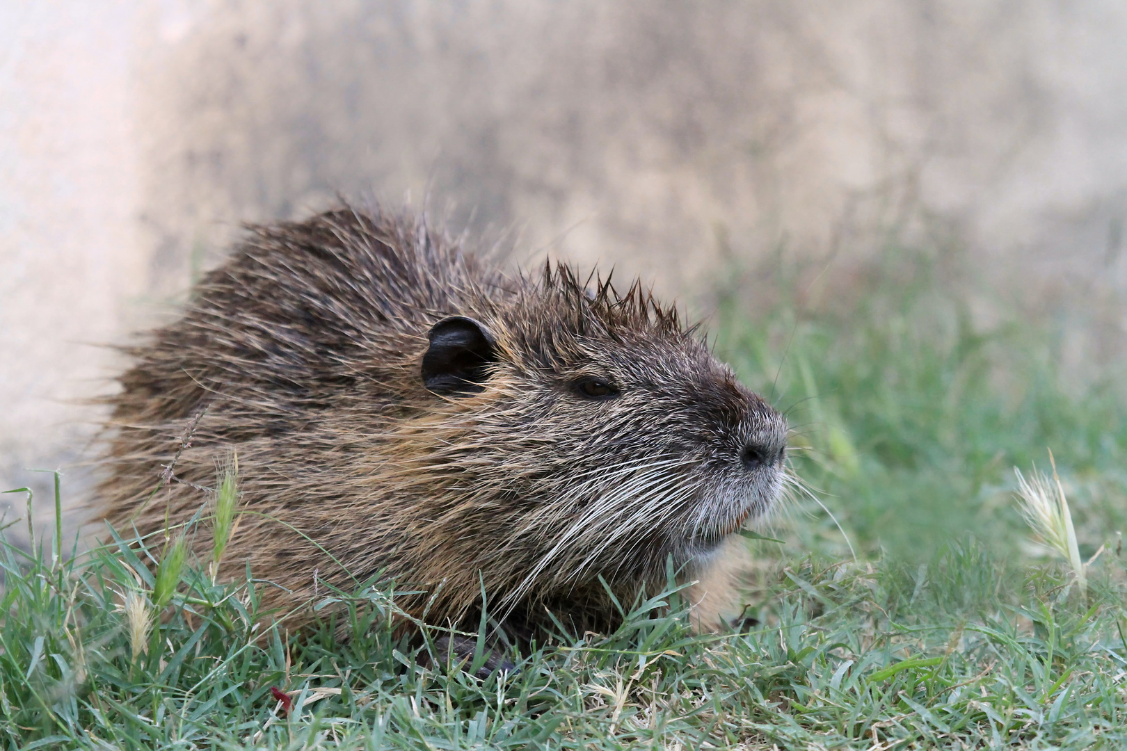 Nutria 