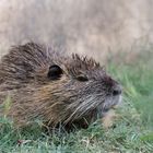 Nutria 