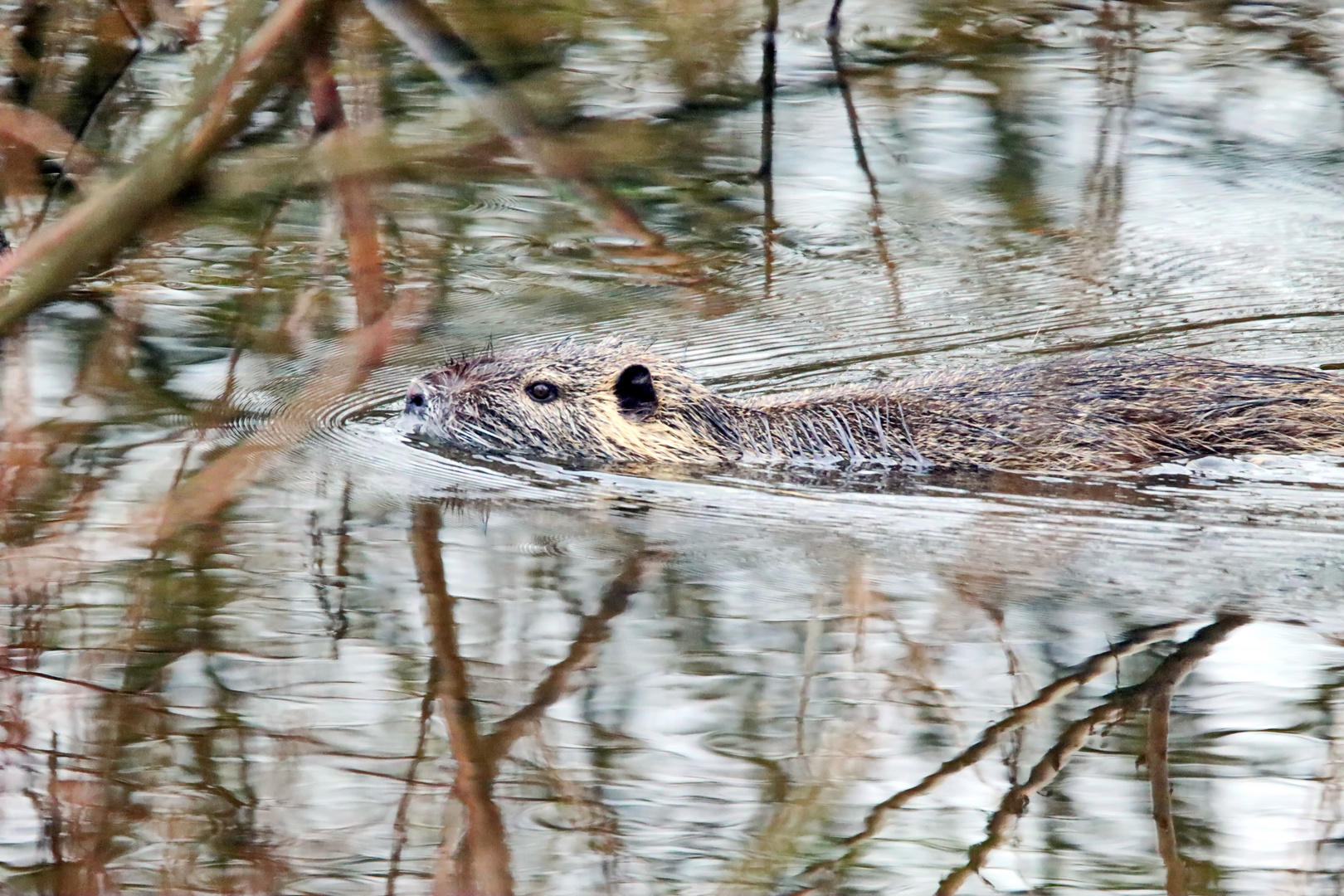 Nutria