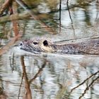 Nutria