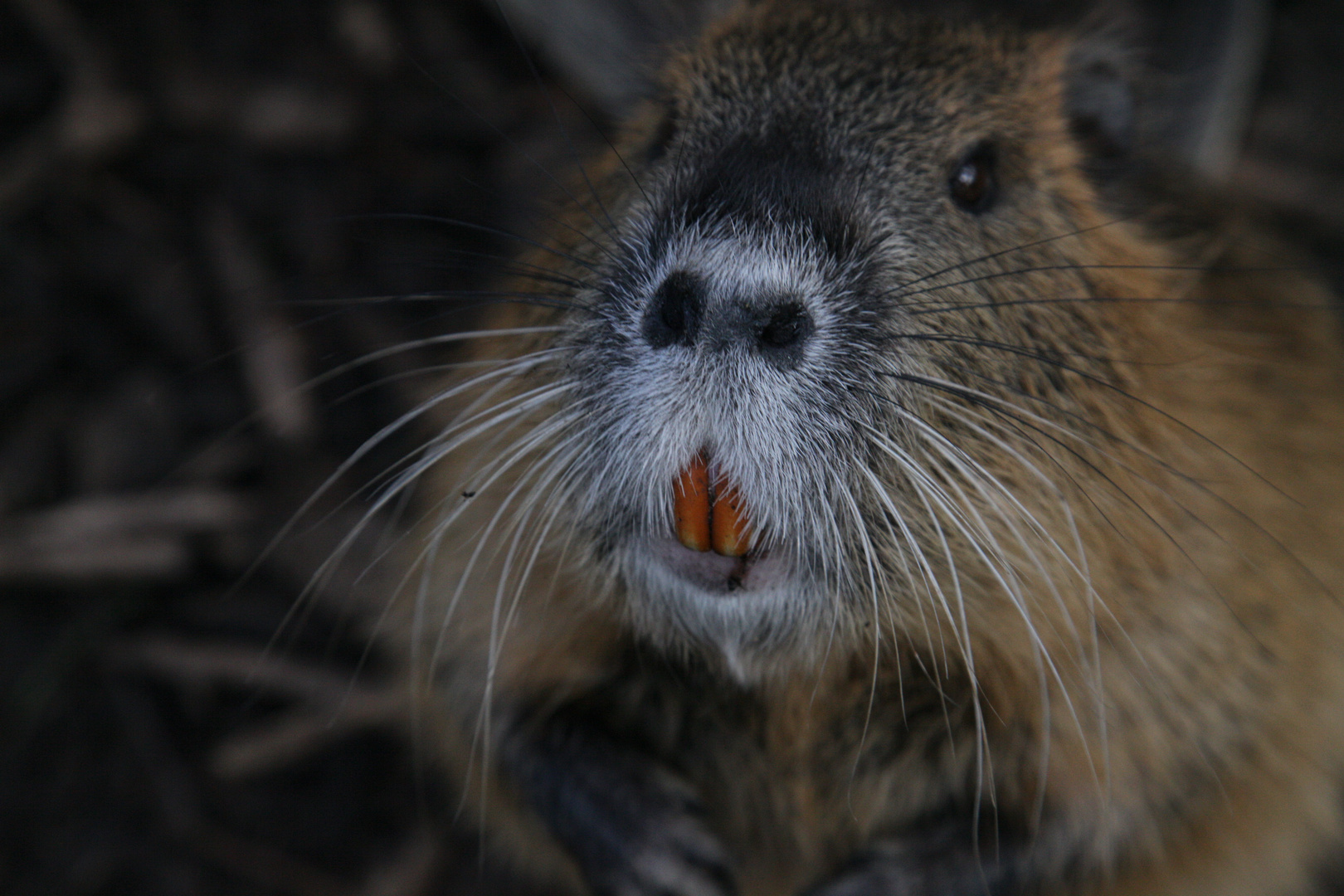 Nutria