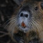 Nutria