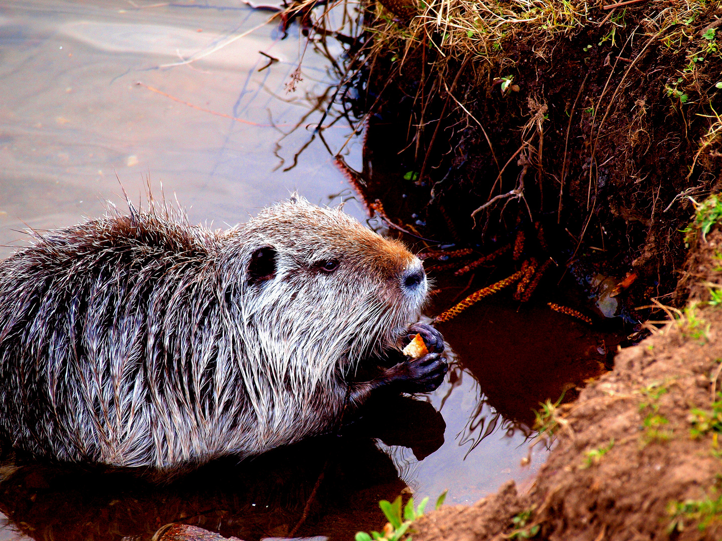 Nutria