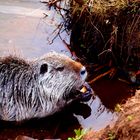 Nutria