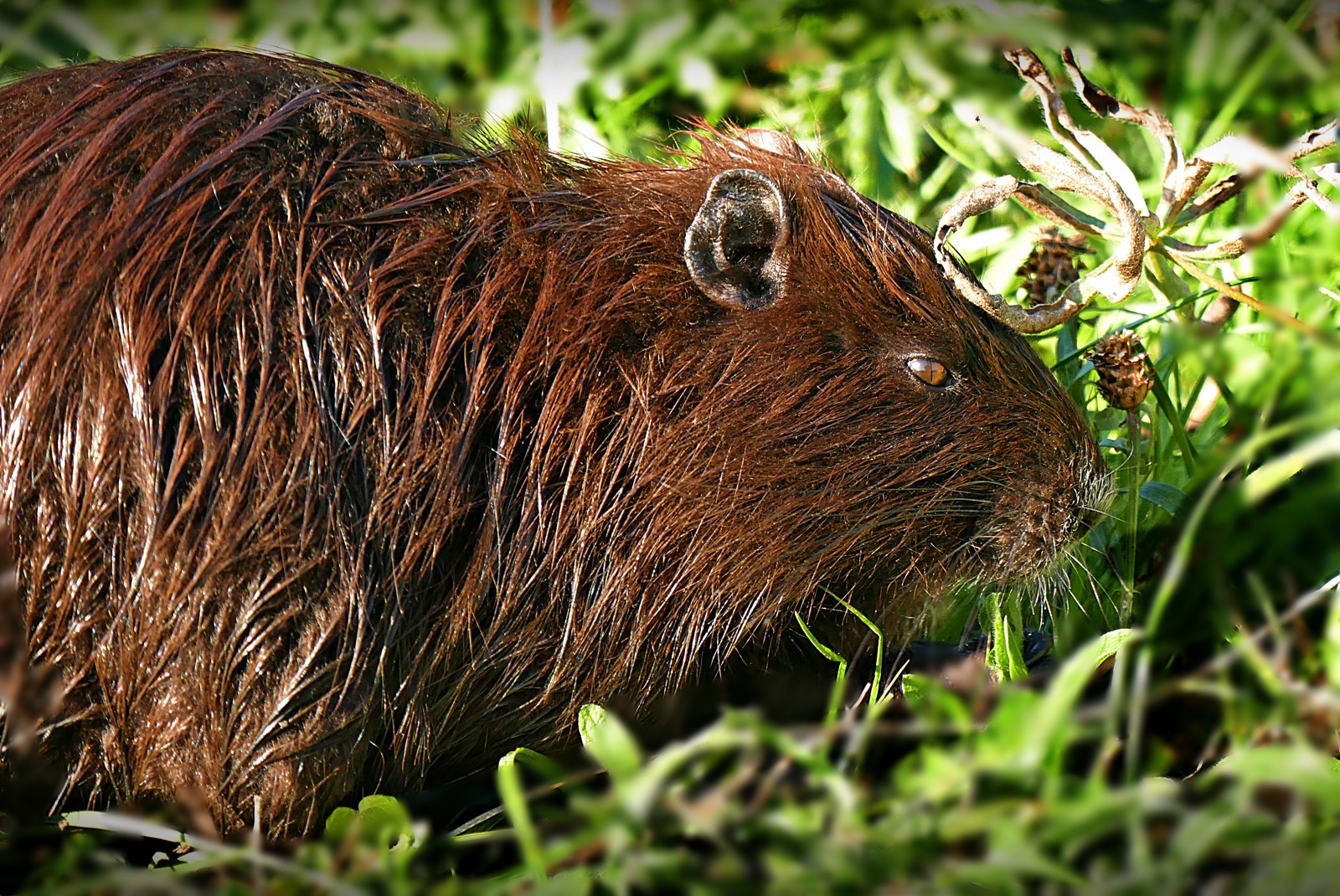 Nutria....